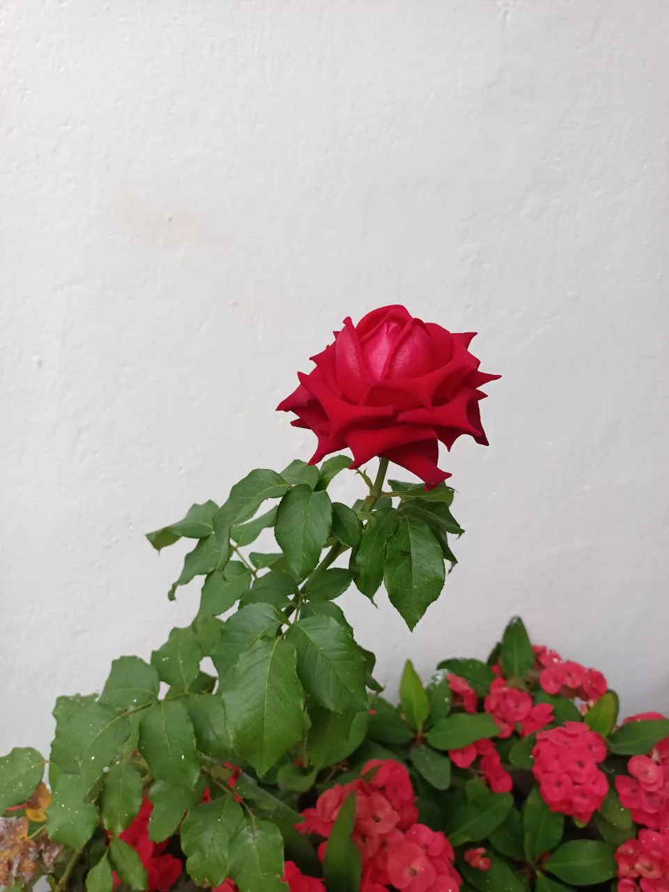 Jardín 3